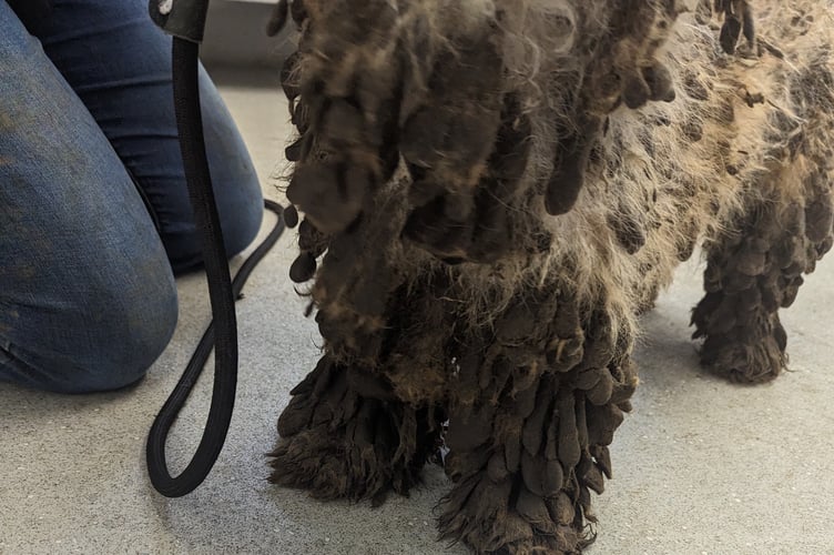 The matted fur coated with excrement on one of the dogs, before RSPCA care