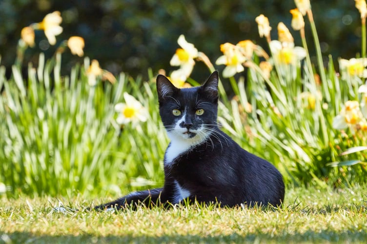A cat enjoying the sunshine. 