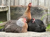 The Hen House Farm – Ethical Hen-Keeping for All 