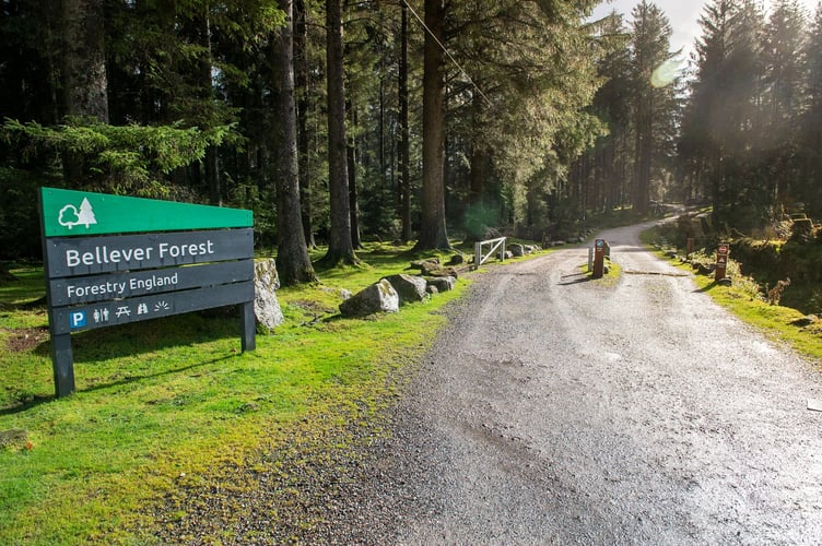 Bellever Forest.