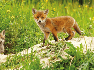 Fox cubs ‘hunted’ on Dartmoor to ‘train hounds'