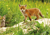 West Devon Hunt Sabs say they've received reports about 'cubbing meets'