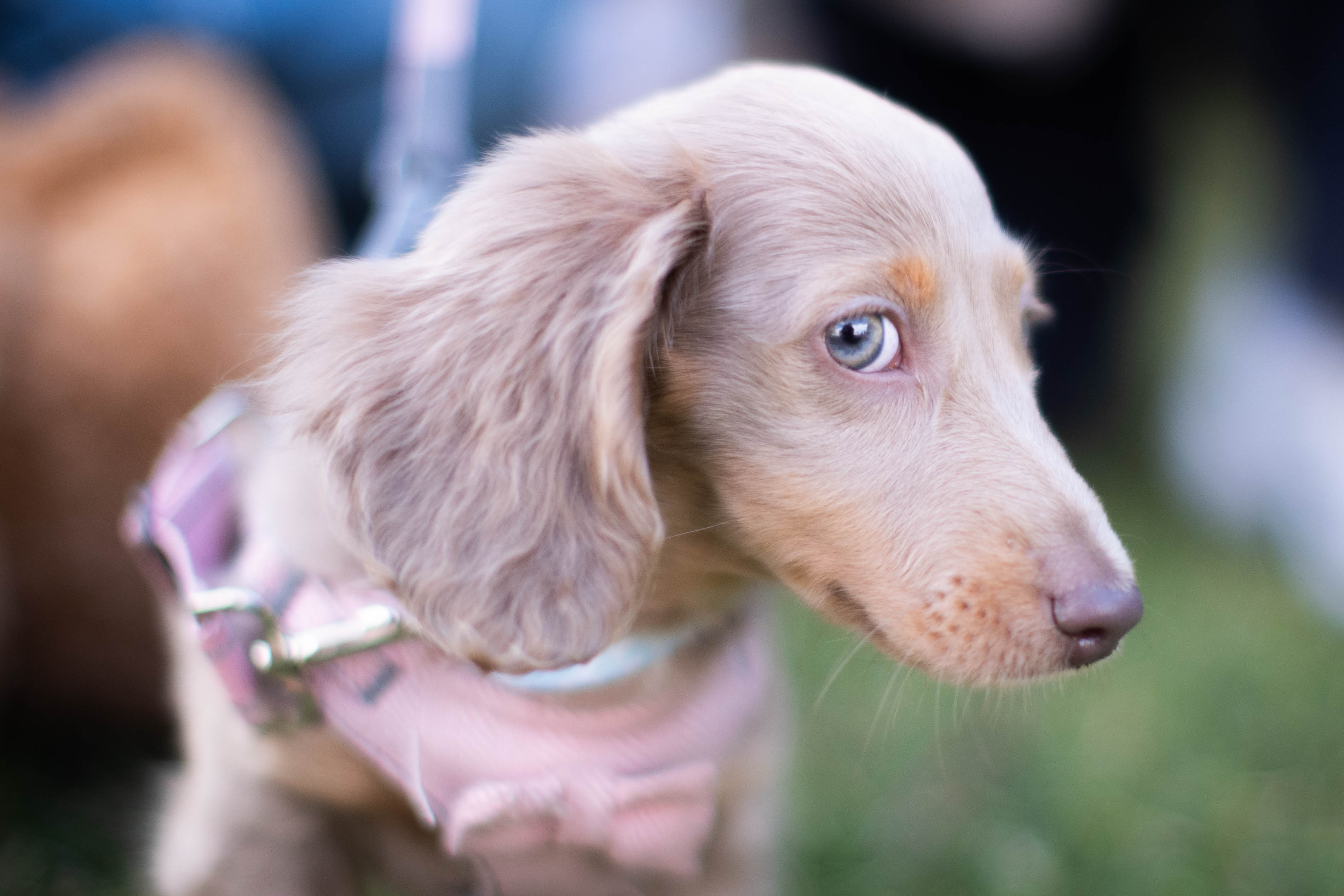 Hundreds of reports of dog mess in West Devon