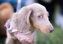 Hundreds of reports of dog mess in West Devon
