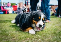 Sunday fun at Okeford Veterinary Centre Charity Dog Show
