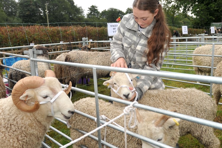 Widecombe Fair. Thirteen-year old Becky Stacey from Hound Tor tending her flock of Whiteface Dartmoor sheep before judging begins
