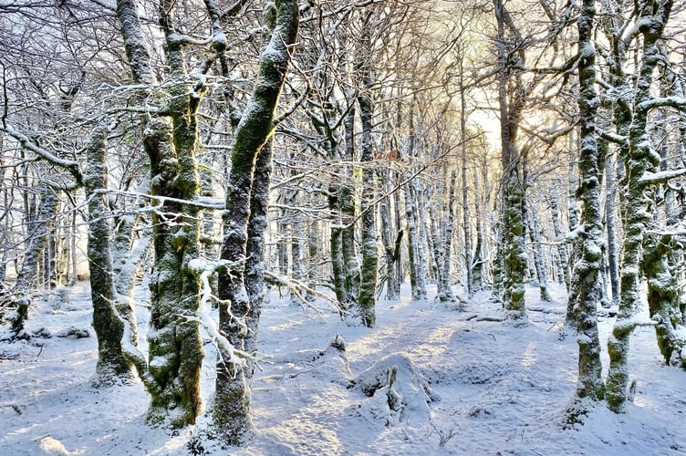 Snow decorating a Dartmoor forest. Photo by Mark Shackleton.