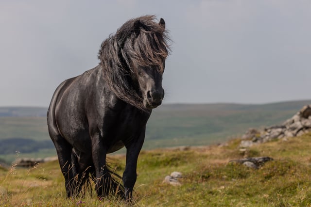 Mare and Foal Sanctuary to host feral pony welfare event