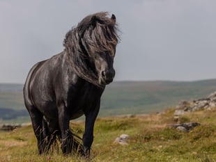 Mare and Foal Sanctuary to host feral pony welfare event