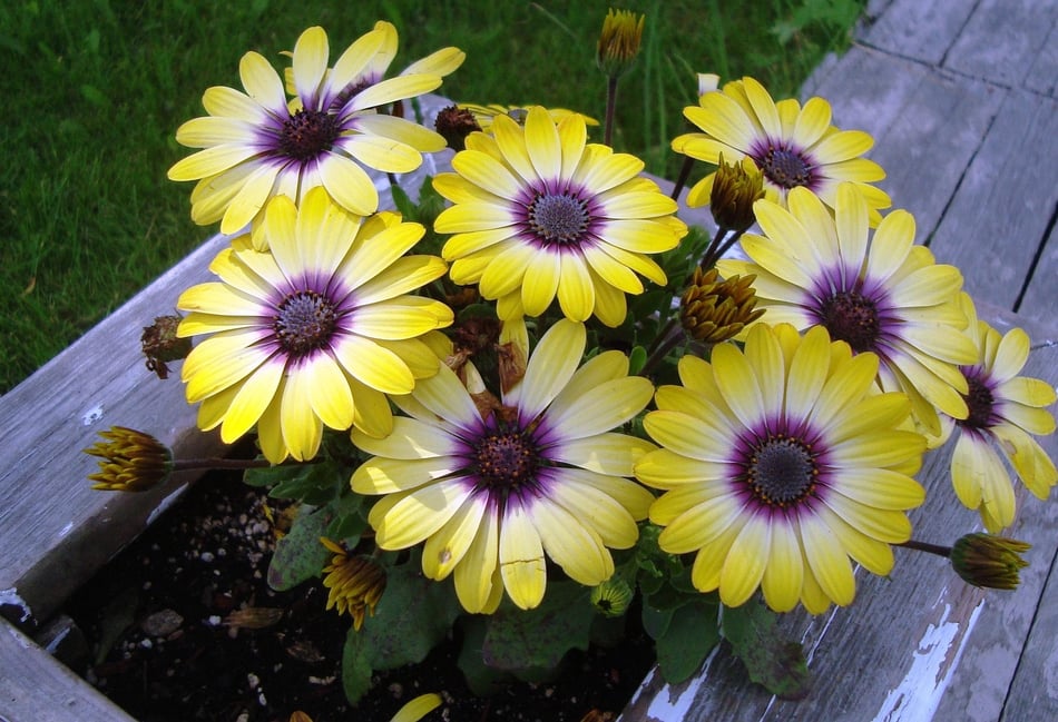 Entries open for RHS and BBC's Pocket Garden Makeover Prize 