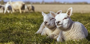 Get ready to welcome Spring in West Devon 