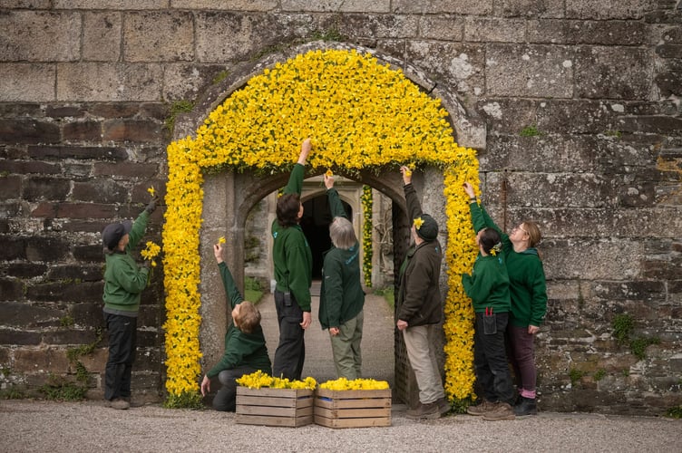 Garden staff and volunteers perfecting the 2025 daffodil display at Cotehele, Cornwall