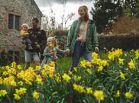 Spring turns Cotehele gold as daffodils bloom