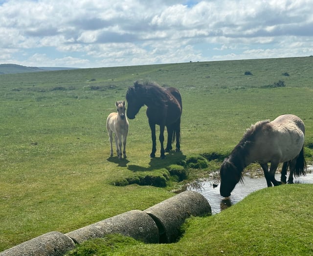 Dartmoor pony cull petition reaches 145k signatures