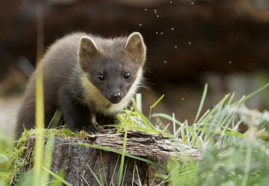 Pine martens thrive in the South West