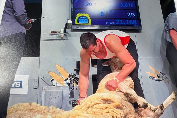Master sheep shearing team father and son George and Andrew Mudge, of Tavistock, are officially at the cutting edge of their skills after competing at the world championships in New Zealand. Andrew is pictured shearing under the eye of the judges.