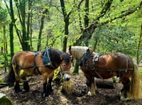 Festival celebrating Dartmoor on the horizon