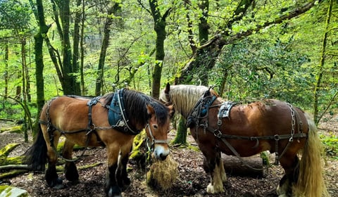Festival celebrating Dartmoor on the horizon