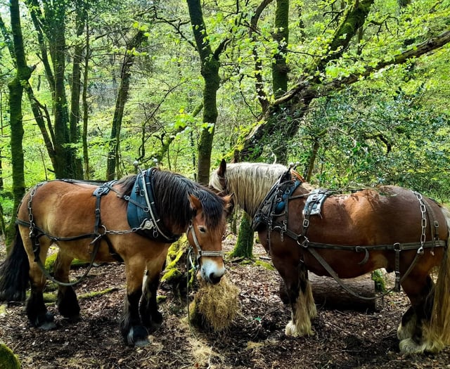 Festival celebrating Dartmoor on the horizon