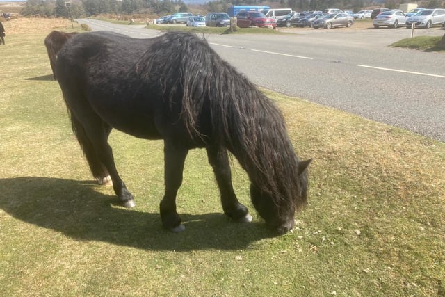Report highlights burning issues for Dartmoor rangers