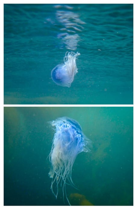 Blue jellyfish at Wembury Ph: Matthew Staddon