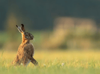 Number of hare coursing incidents last year revealed 