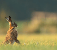 Number of hare coursing incidents last year revealed 