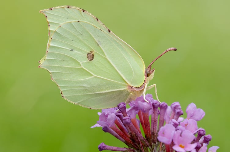 Butterfly Conservation is urging the public to choose their favourite butterfly to help raise awareness of endangered species.Brimstone. Image by Iain H Leach (Butterfly Conservation).