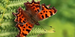 Charity spreads some butterfly love with competition 