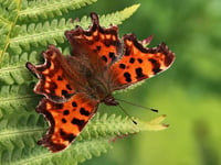 Charity spreads some butterfly love with competition 