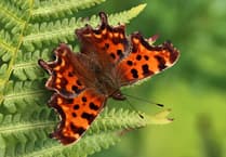 Charity spreads some butterfly love with competition