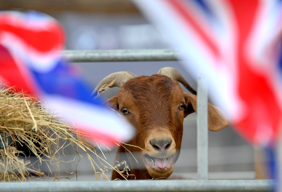 It's showtime - gates open for the 2026 Devon County Show
