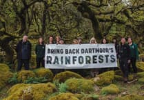 Help revive Dartmoor's ancient rainforests