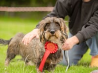 Paws at the ready as popular dog show returns!