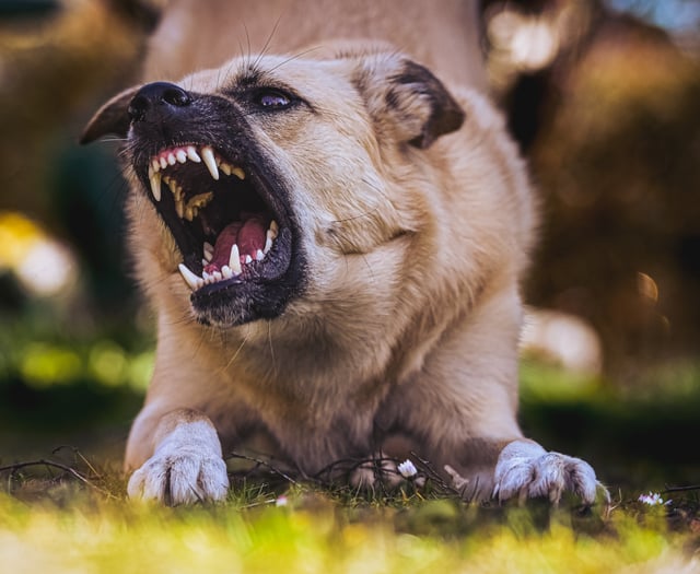 More than 350 suspected banned dogs seized by police