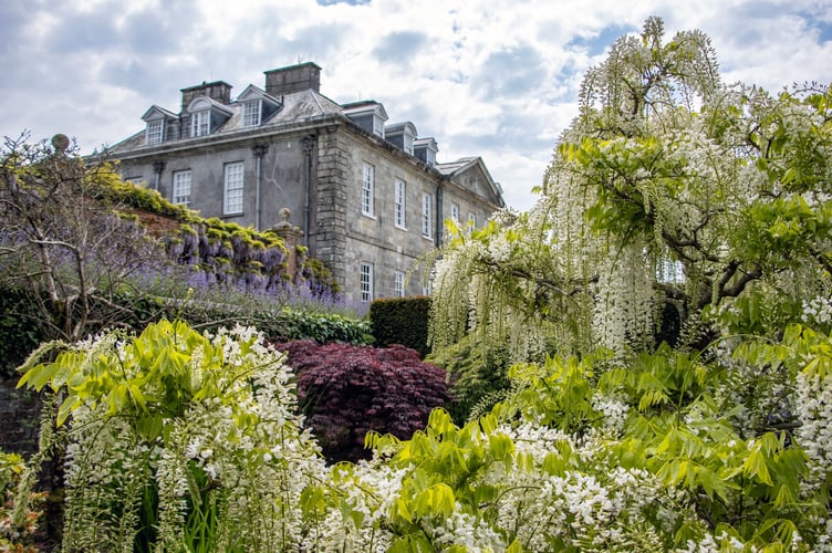 The 18th-century house framed by spring blossom at Antony, Cornwall