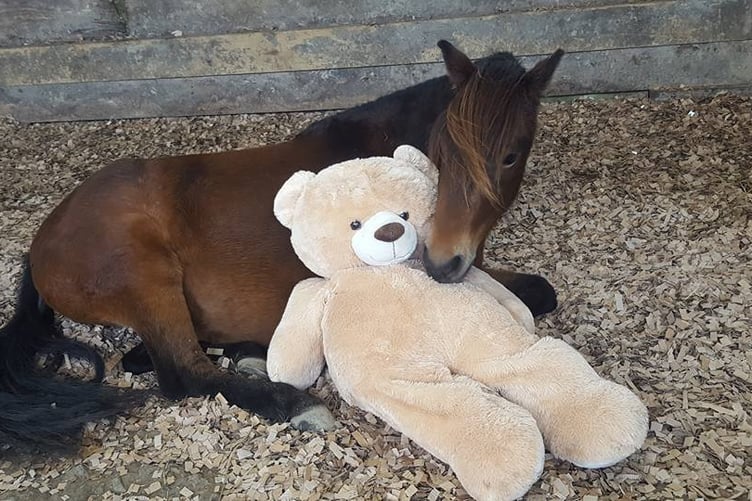 Breeze in 2016, aged three, pictured with his favourite toy.