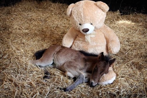 Breeze pictured with his favourite giant teddy toy.
