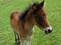 Tributes to Breeze the orphan foal