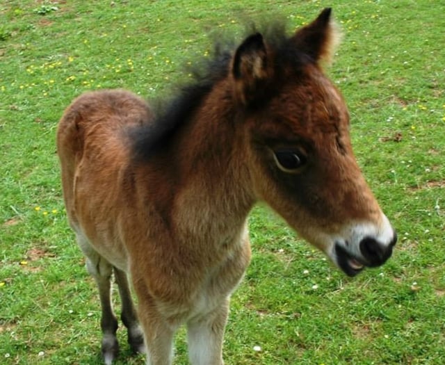 Tributes to Breeze the orphan foal