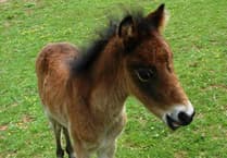 Tributes to Breeze the orphan Yelverton foal