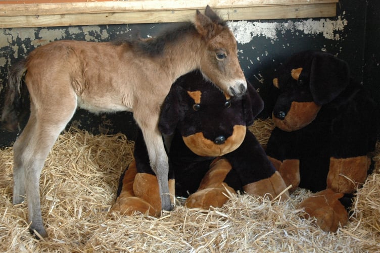 Breeze pictured with his giant cuddly toys.