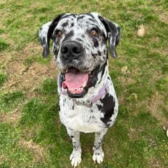 Local vet's advice on heatwave safety