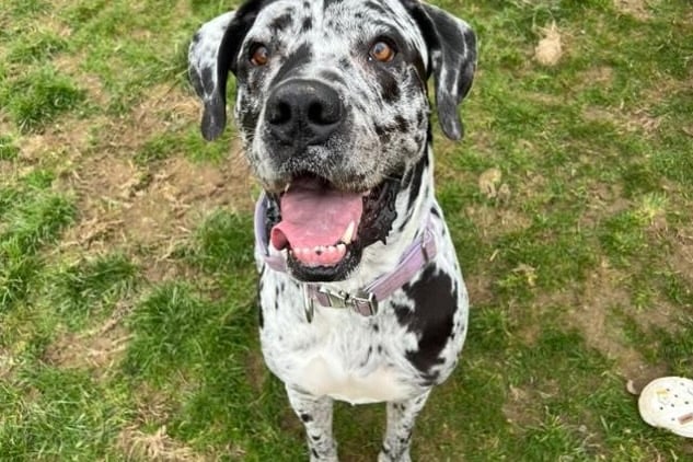 Boo the dog keeping cool on the beach during June's heatwave. His owner Katelin Courtney has advice for other dog owners on keeping their pets safe in the summer heat. Katelin Courtney.
