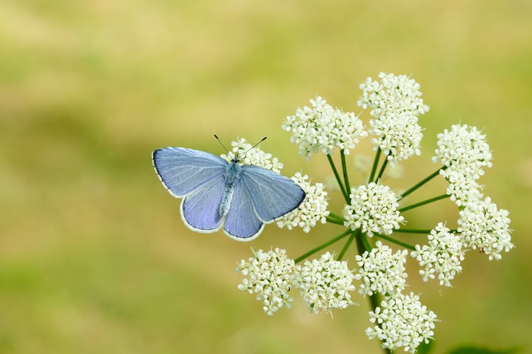 The delicately coloured Holly Blue is among Devon's top five favourite butterflies. Picture by Iain H Leach/Butterfly Conservation.
