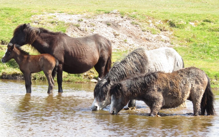 Farmers will not have to choose between keeping hill ponies and commercial livestock on Dartmoor, the government has announced. Picture of Dartmoor hill ponies by Tom Shiner McGinley.