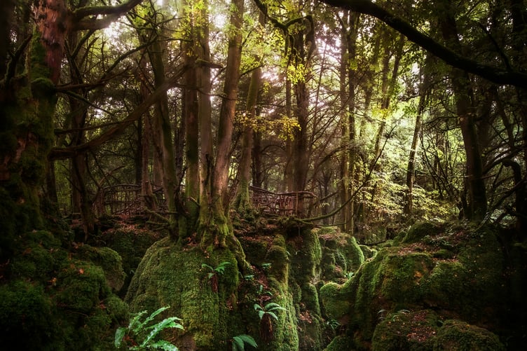 Puzzlewood