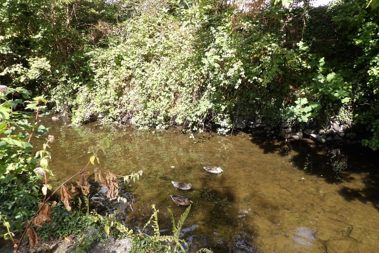 Wildlife can also be negatively impacted by sewage pollution - these ducks are in a cleaner part of the river