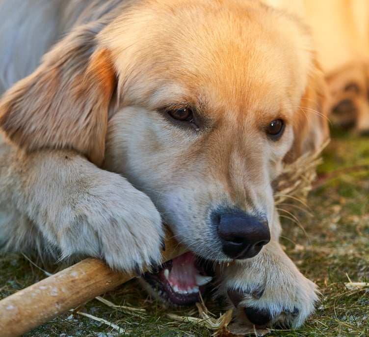 Like a dog with a bone.