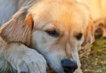 John Howells: Like a dog with a bone